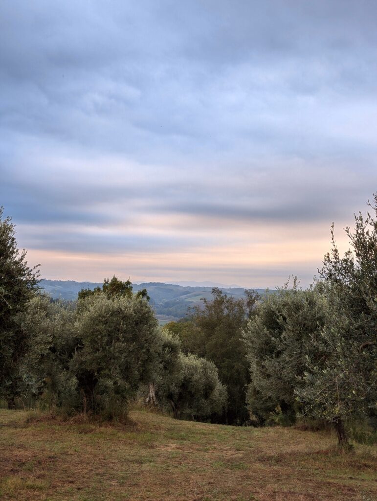 Olive Groves